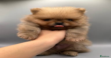 Pomeranian dogs - Advert 16