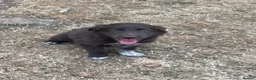 Border Collie dogs for sale: Welsh Border Collie Puppies Ready now - Advert 14