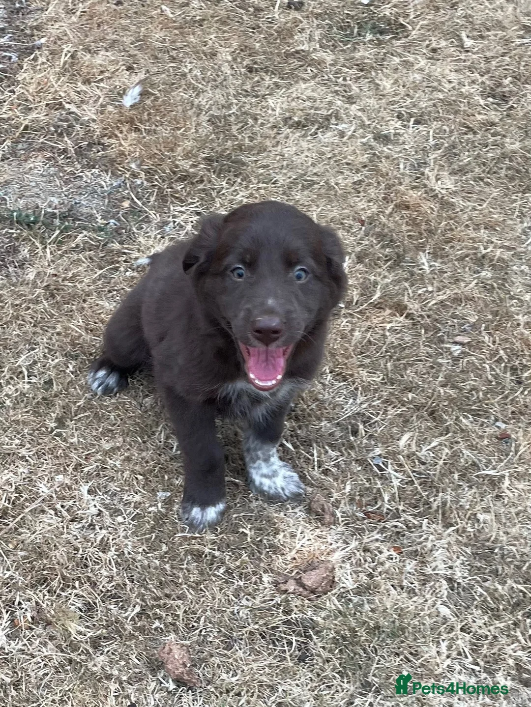 Border Collie dogs for sale: Welsh Border Collie Puppies Ready now - Advert 14
