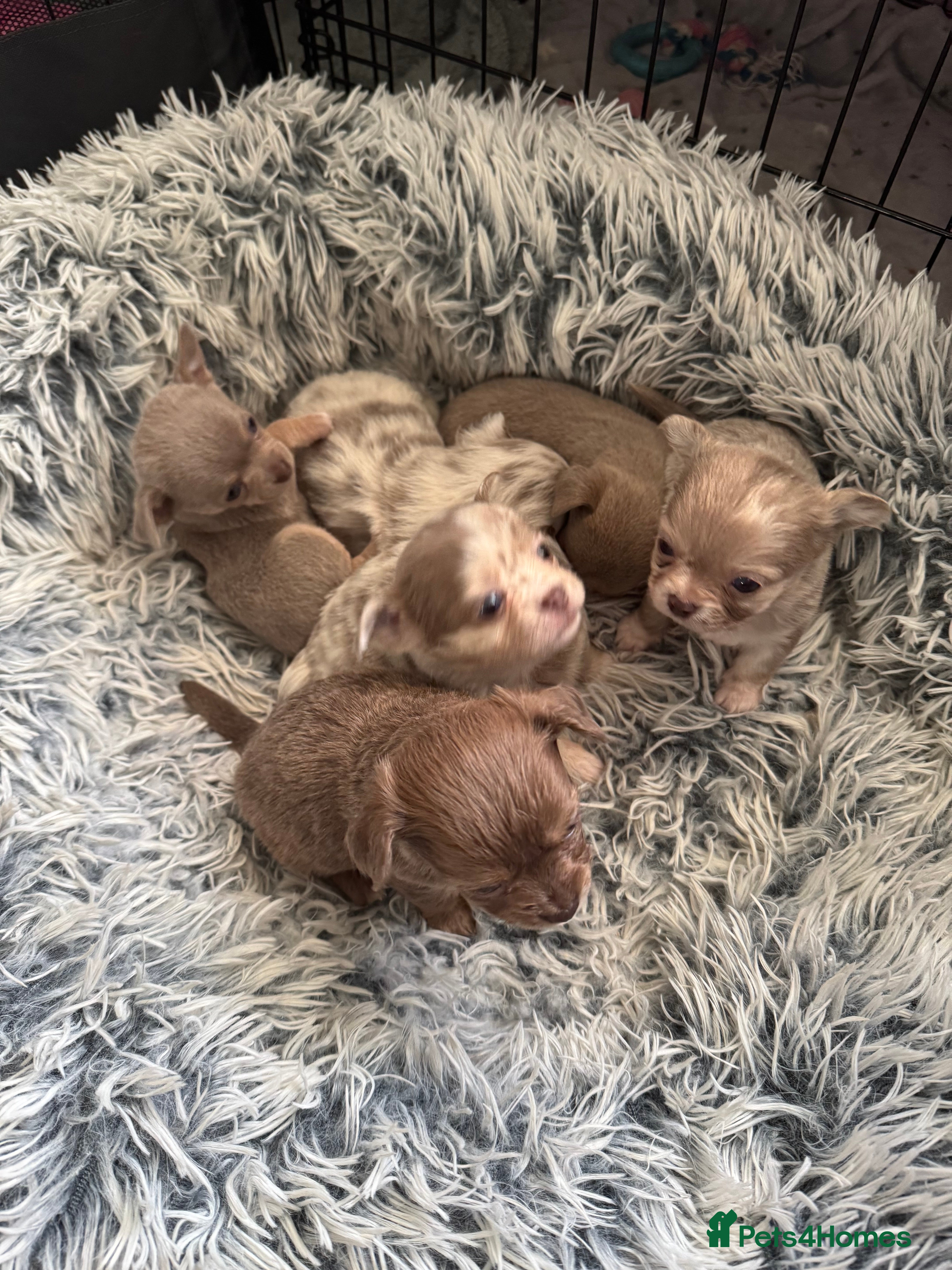 Chihuahua dogs *** STUNNING CHIHUAHUA LITTER**** - Advert 1