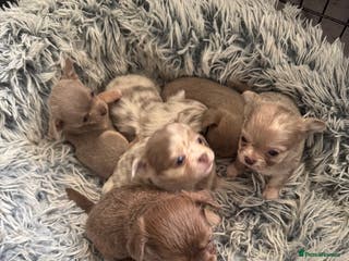 Chihuahua dogs *** STUNNING CHIHUAHUA LITTER**** - Advert 1