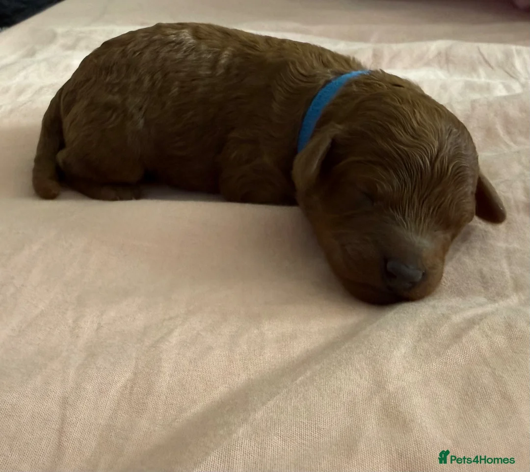 Cavapoo dogs for sale: Last litter for Daisy over her f1b cavapoo pups - Advert 2