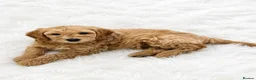 Goldendoodle dogs for sale: Top quality, health tested multiGen Double Doodles - Advert 4