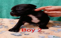 Staffordshire Bull Terrier dogs for sale: KC Registered Champions Bloodline Show Quality  - Image 4