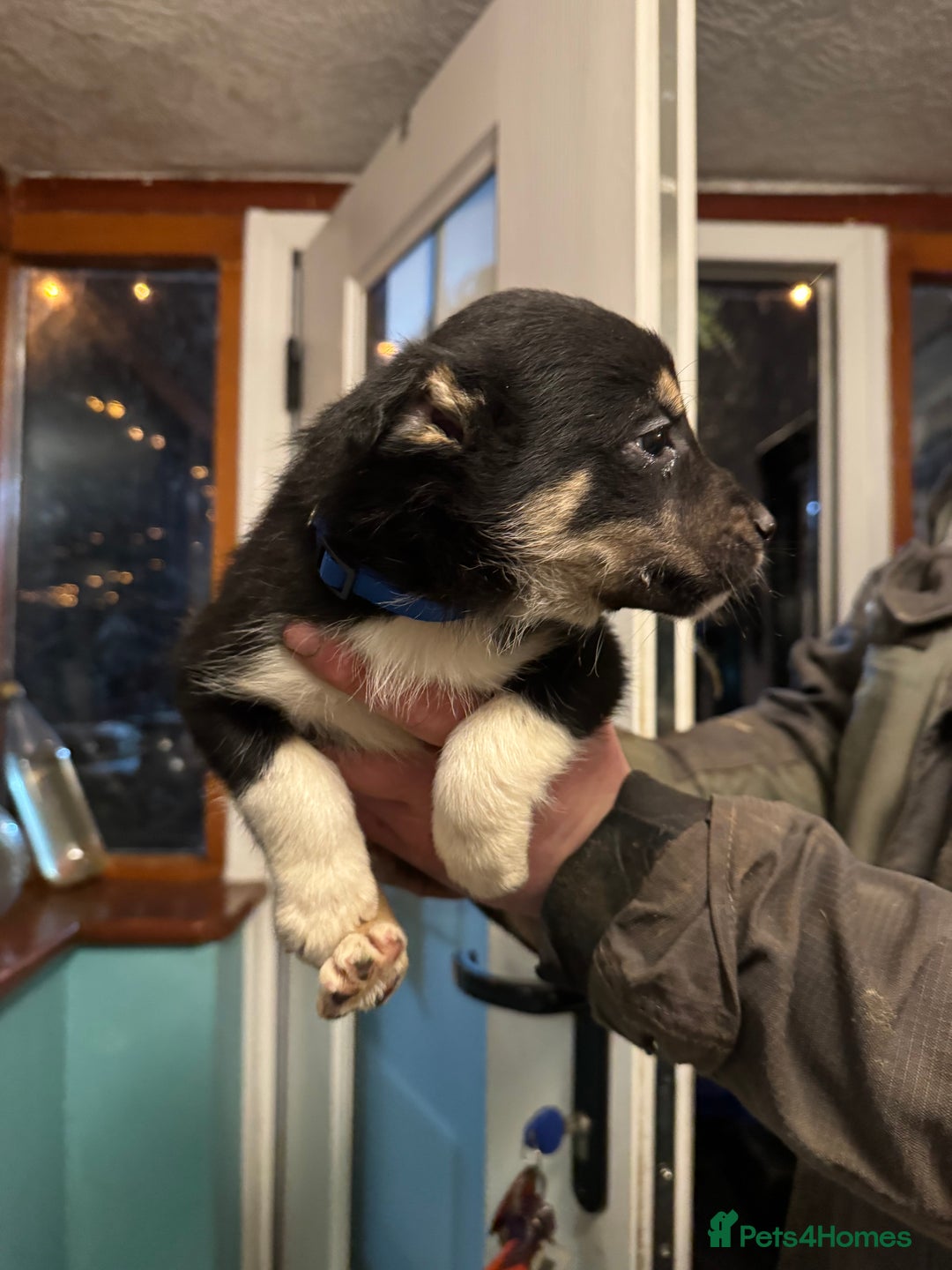 Border Collie dogs for sale: Collie pups - Advert 10