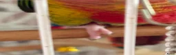 Conures birds for sale: Lovely male conure for sale - Advert 3