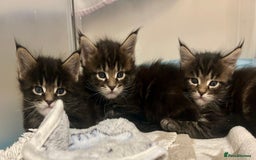 Maine Coon cats for sale: GCCF reg Maine Coon Kittens Stunning Tabby litter - Image 21