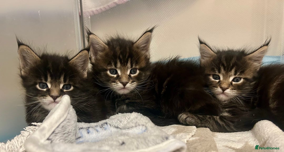 Maine Coon cats for sale: GCCF reg Maine Coon Kittens Stunning Tabby litter - Image 21