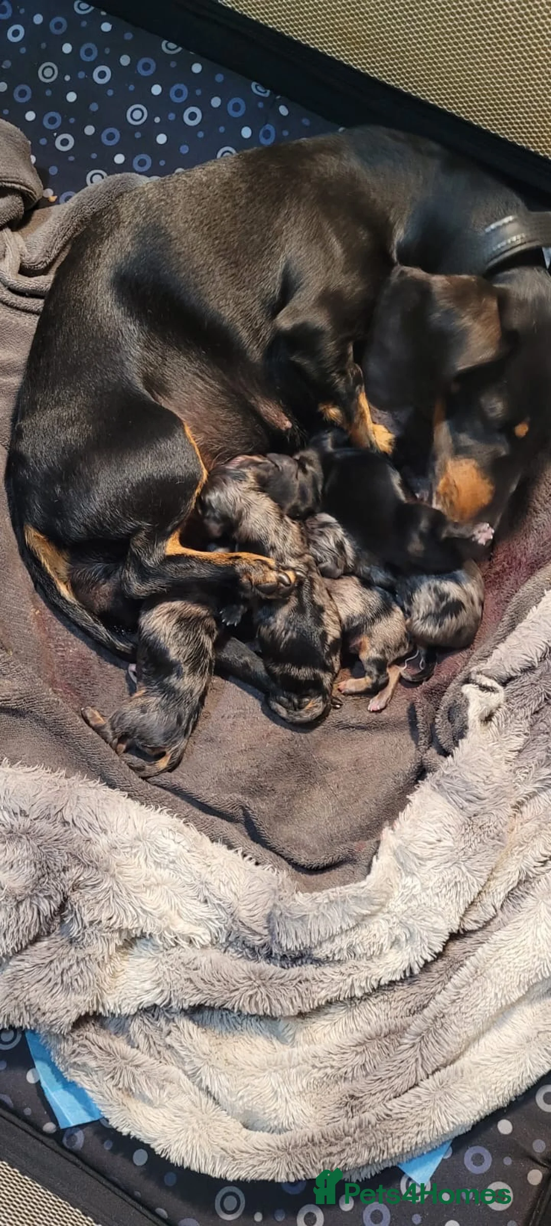 Miniature Dachshund dogs for stud: Silver dapple pied PRA clear DM clear OI CLEAR - Advert 2