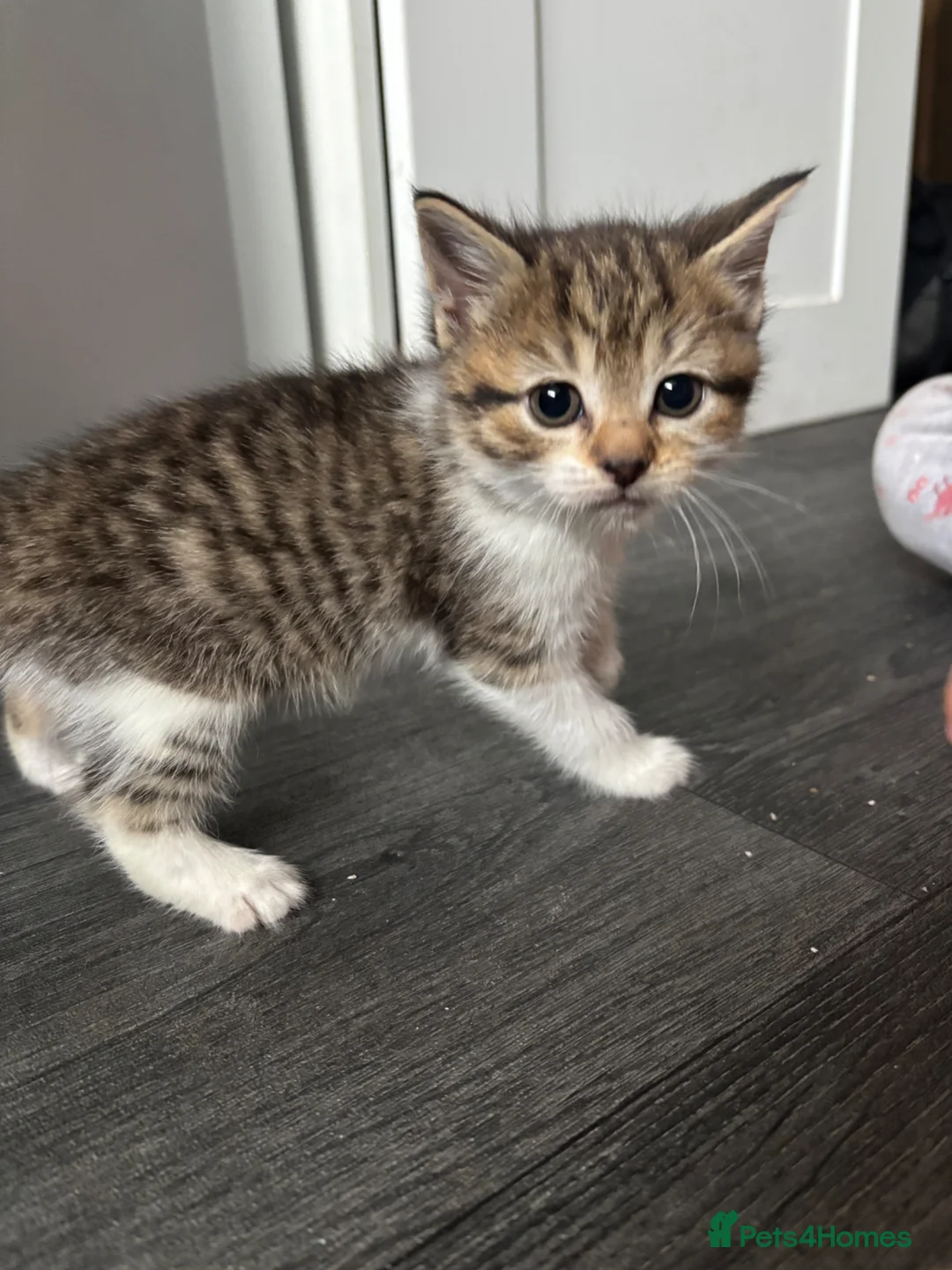 Domestic Shorthair cats for sale: Tabby domestic short hair kittens  - Advert 2