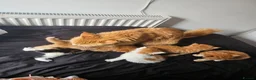 Mixed Breed cats for sale: Mixed Maine Coon kittens - Advert 14