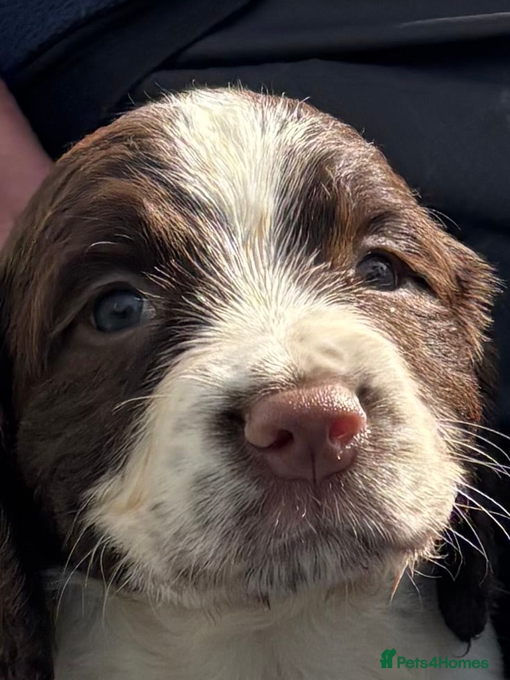 English Springer Spaniel dogs Working English Springer Spaniel Puppies - Advert 2