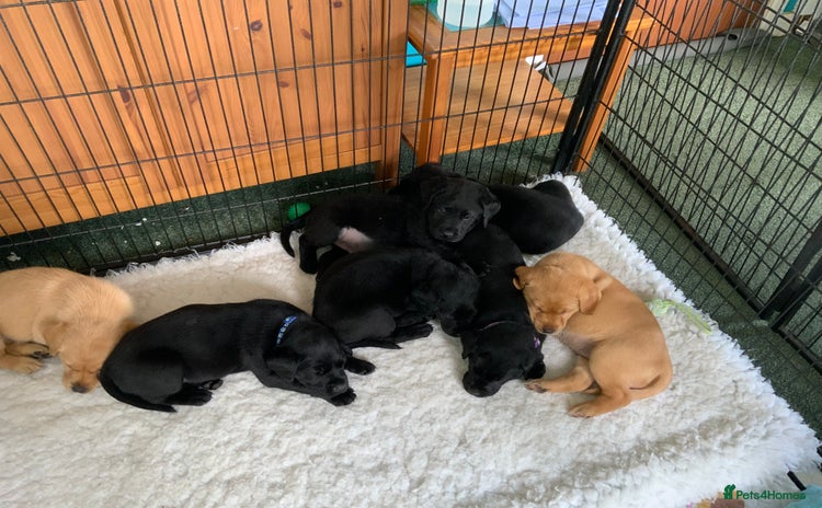 Labrador Retriever dogs - Advert 4