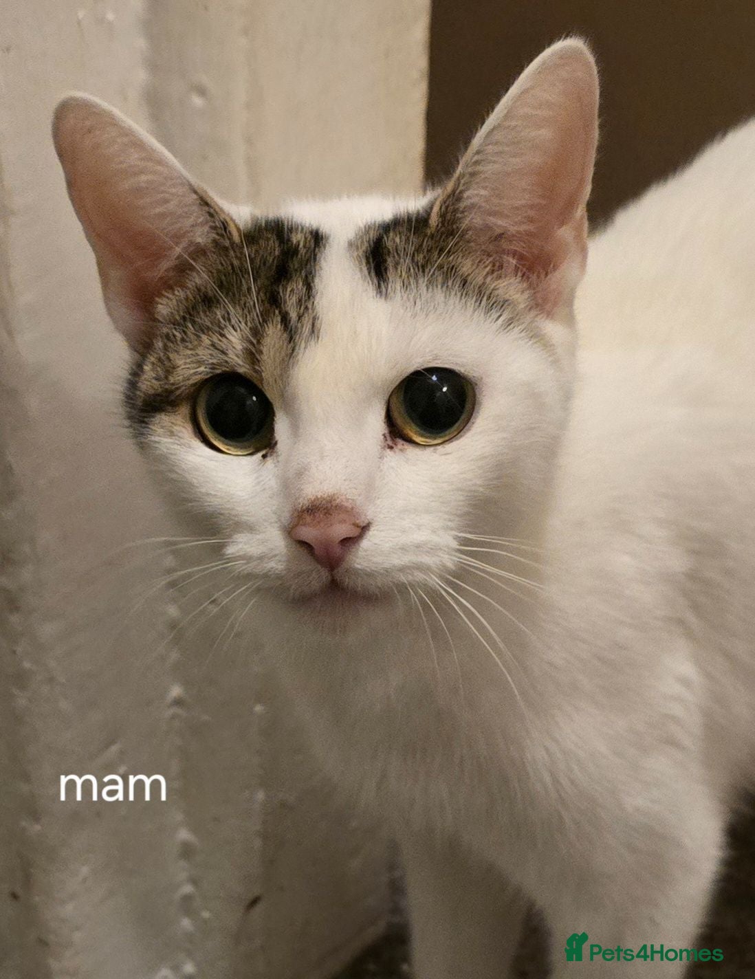 Mixed Breed cats Kittens  - Advert 3