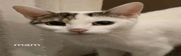 Mixed Breed cats for sale: Kittens  - Advert 1