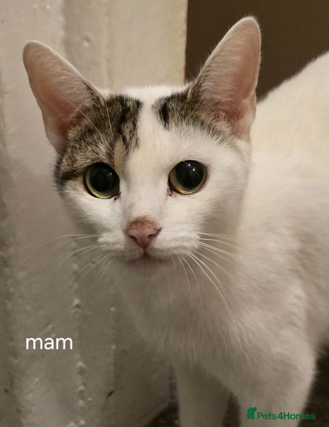 Mixed Breed cats for sale: Kittens  - Advert 1