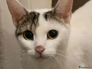 Mixed Breed cats Kittens - Advert 2
