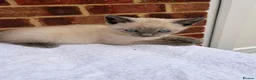 Ragdoll cats for sale: 3 beautiful male kittens in Ipswich - Advert 12