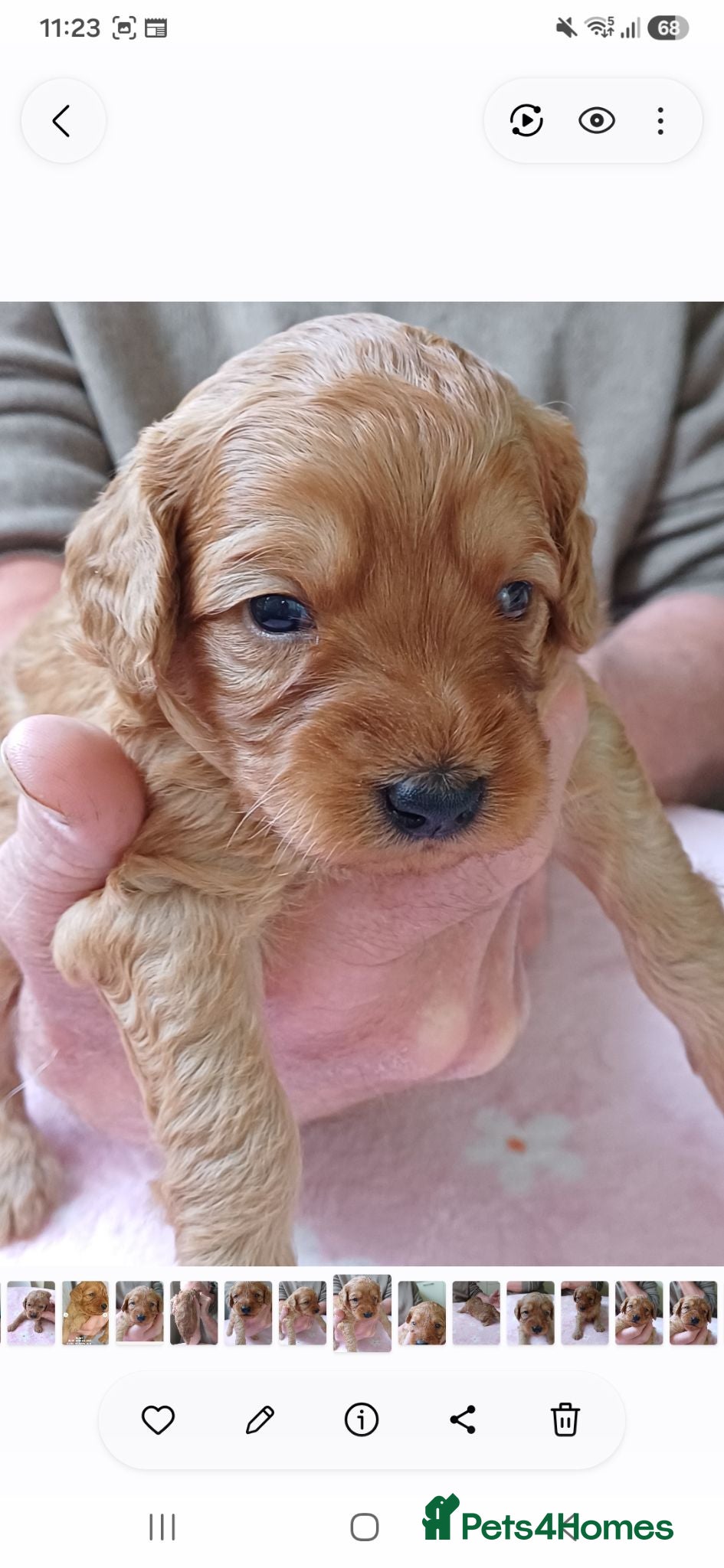 Cavapoo dogs Health-Tested Cavapoos-Raised with ENS & ESI   - Advert 2