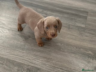Dachshund dogs 5* DACHSHUND PUPPIES - Advert 13
