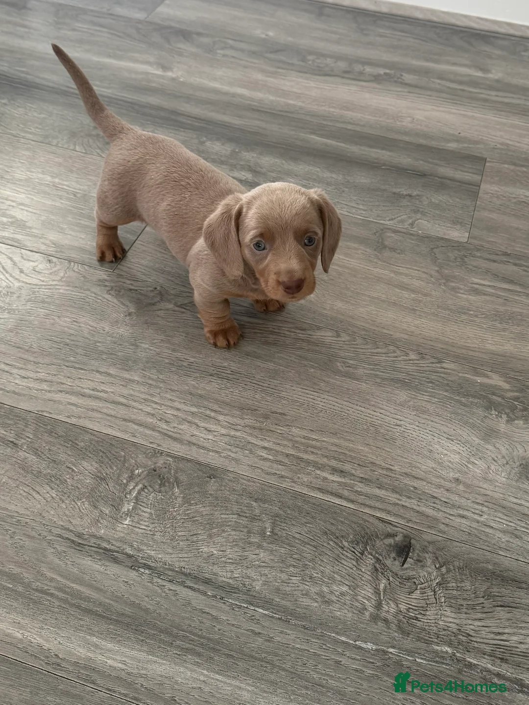 Dachshund dogs for sale: 5* MINI DACHSHUND PUPPY fully vaccinated.  - Advert 1