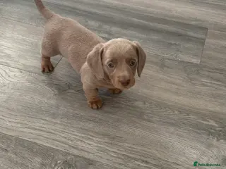 Dachshund dogs 5* MINI DACHSHUND PUPPY fully vaccinated. - Advert 9