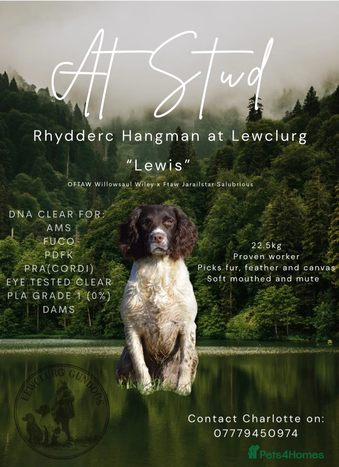 English Springer Spaniel dogs for stud: KC reg health tested working springer at stud in Rushden - Advert 1