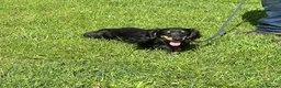Miniature Dachshund dogs for sale: Silver dapple and tan longhaired boy - Advert 5
