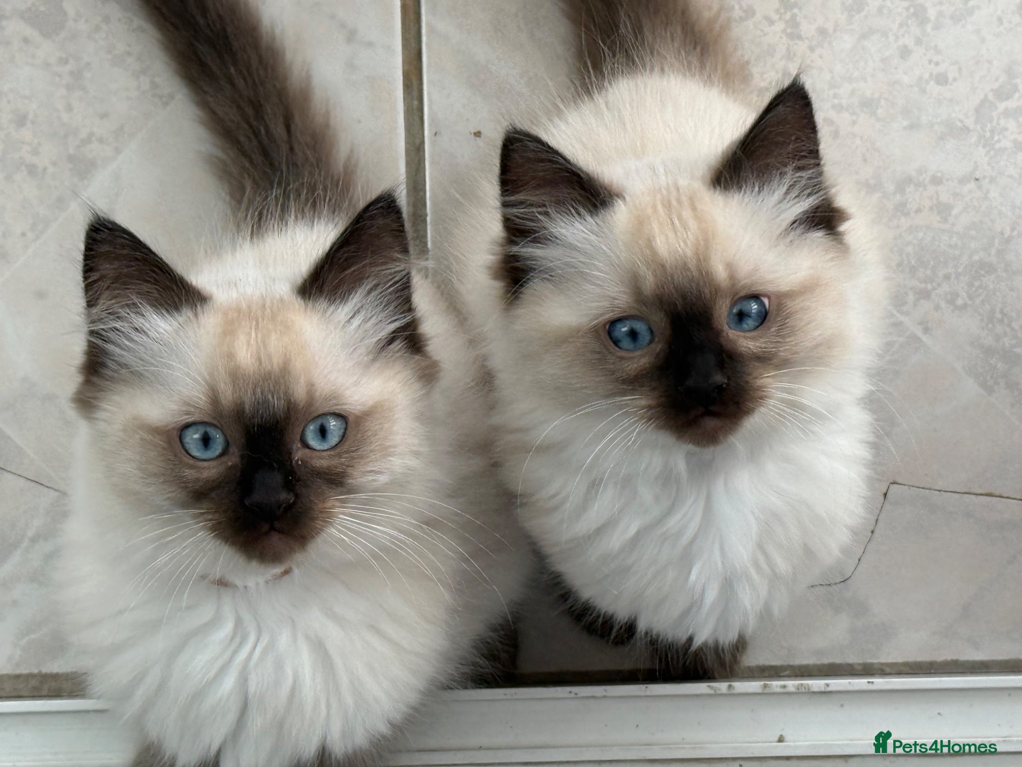 Ragdoll cats ✨ Beautiful Ragdoll Kittens ✨ - Advert 18