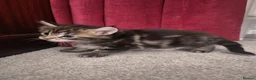 Maine Coon cats for sale: 2 maine coon girl kittens for sale in Paisley - Advert 2