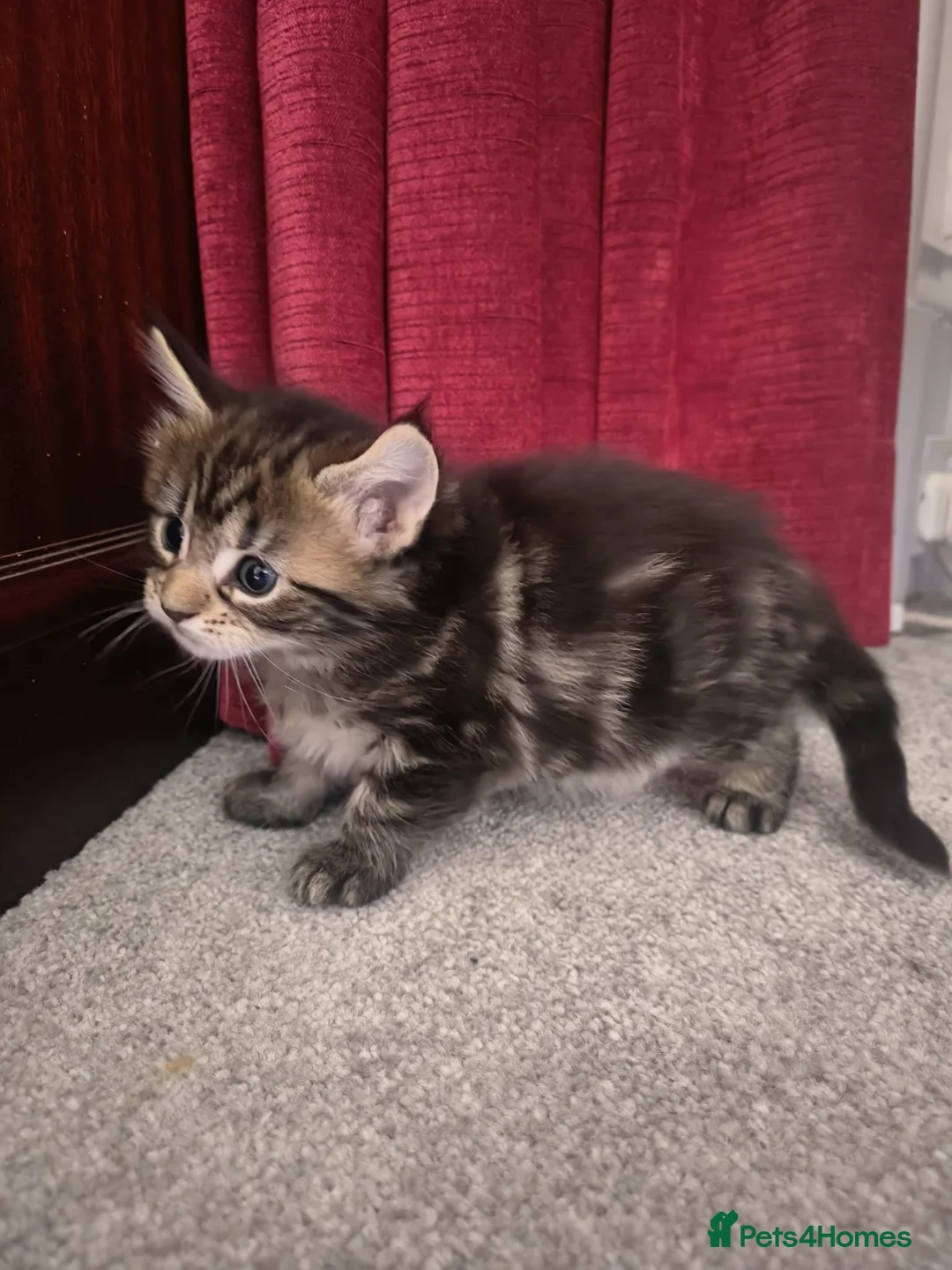Maine Coon cats for sale: 2 maine coon girl kittens for sale in Paisley - Advert 2