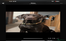 Hungarian Vizsla dogs for sale: Hungarian vizsla  pups top quality bloodlines  - Image 4