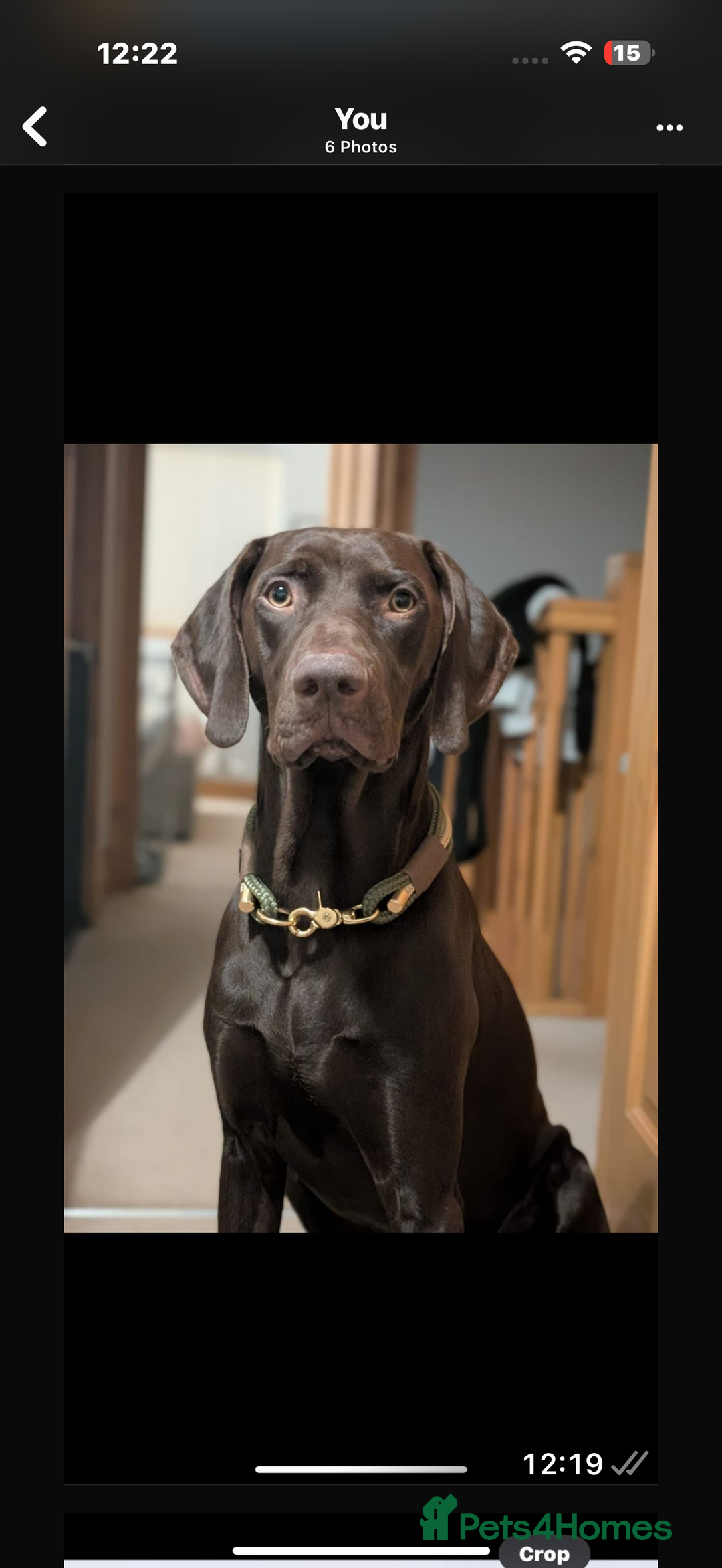 Hungarian Vizsla dogs for sale: Hungarian vizsla  pups top quality bloodlines  - Image 4