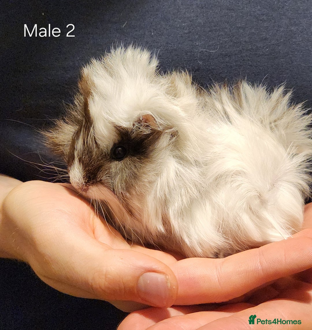 Guinea Pig rodents for sale: 2 Adorable Guinea Pups - Image 4