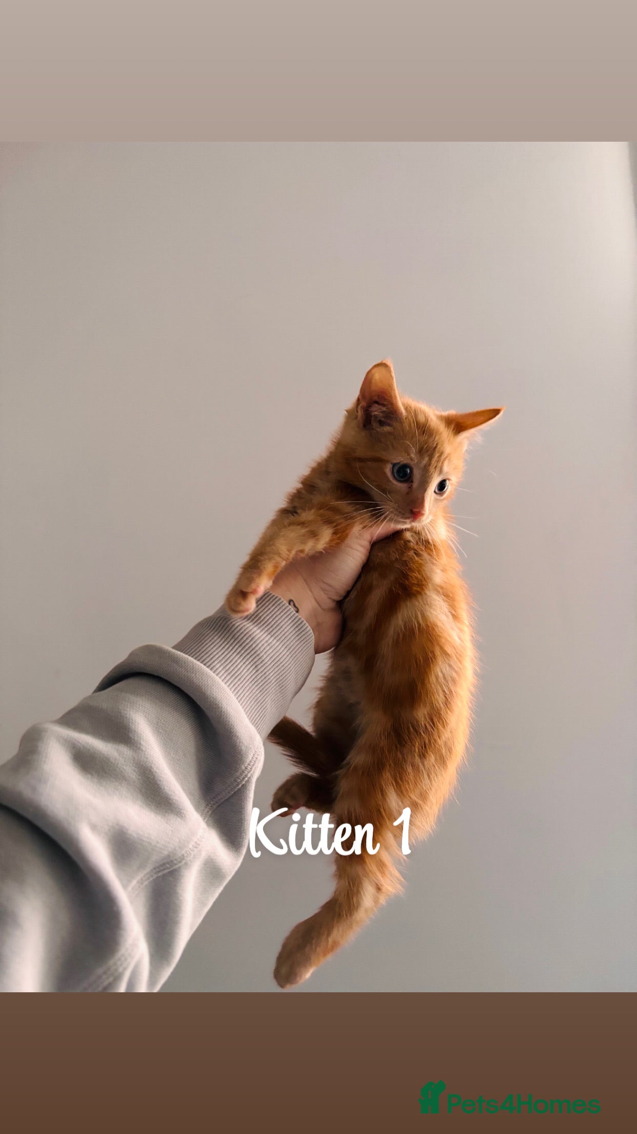 Domestic Shorthair cats Ginger kittens - Advert 2