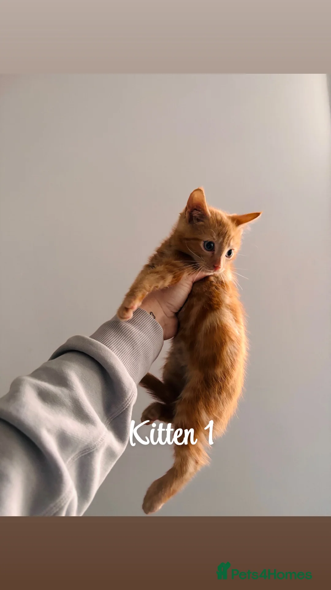 Domestic Shorthair cats for sale: Ginger kittens - Advert 1