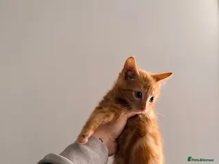 Domestic Shorthair cats Ginger kittens - Advert 1