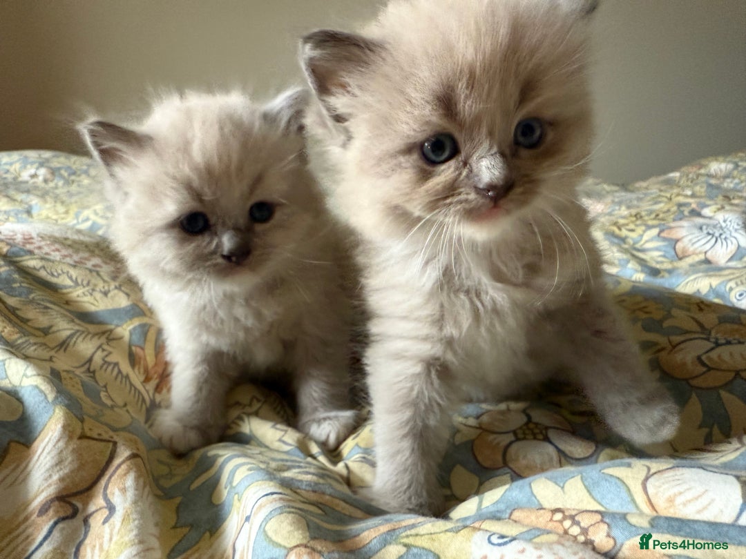 Ragdoll cats for sale: Beautiful mink point Ragdolls! 🩶🤍 - Image 28