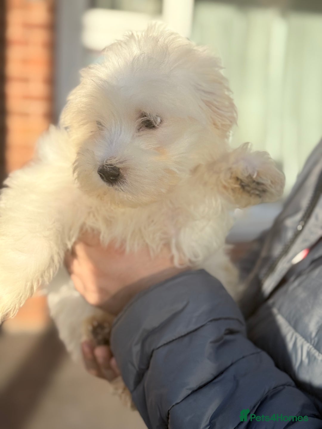 Maltese dogs for sale: Maltese - Advert 6