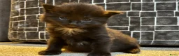 Mixed Breed cats for sale: Ragdoll X Bengal X Mainecoon mix kittens - Advert 11
