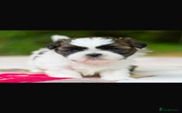 Shih Tzu dogs for sale: Lovely Shih Tzu looking for a new home - Image 4