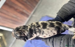 Cocker Spaniel dogs for sale: Working cocker spaniels  - Advert 5