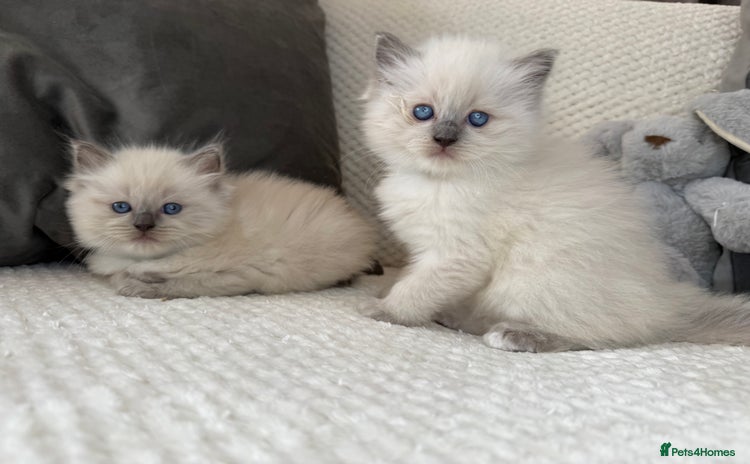 Ragdoll cats - Advert 1