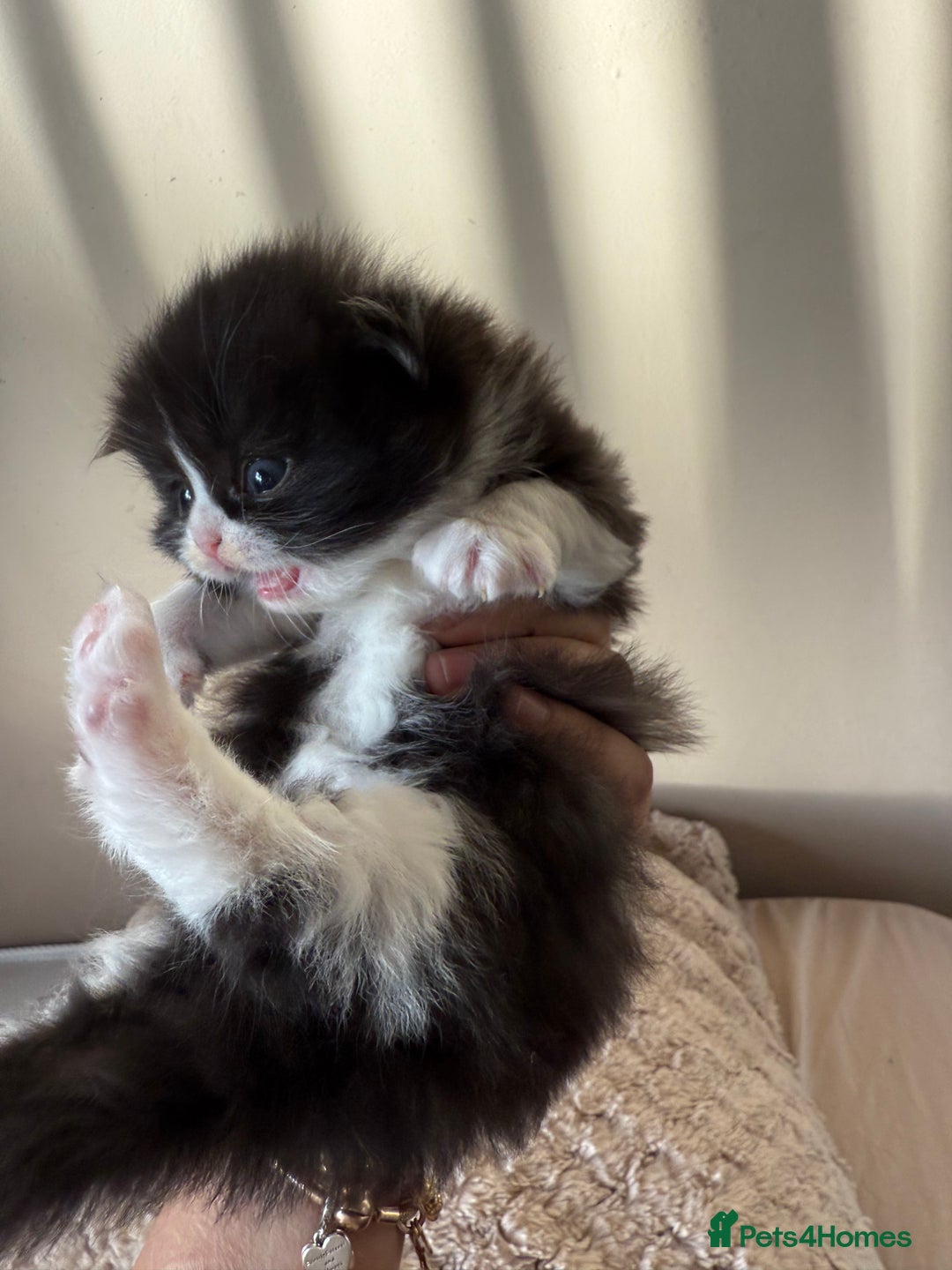 Persian cats for sale: Gorgeous Persian Kittens  - Advert 7