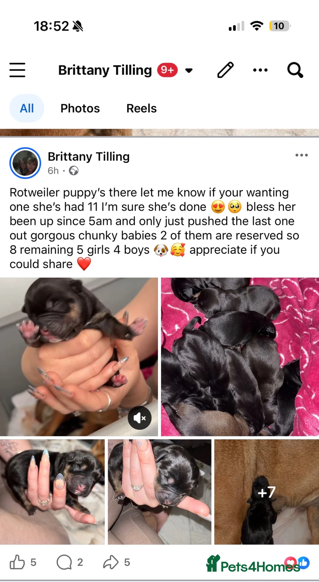 Mixed Breed dogs for sale: Rotweiler puppies  in Grimsby - Advert 2