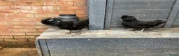 Chickens poultry for sale: Polish Pullets 16 weeks  - Advert 18