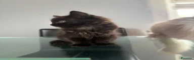 Black extra fluffy girl - 2 
