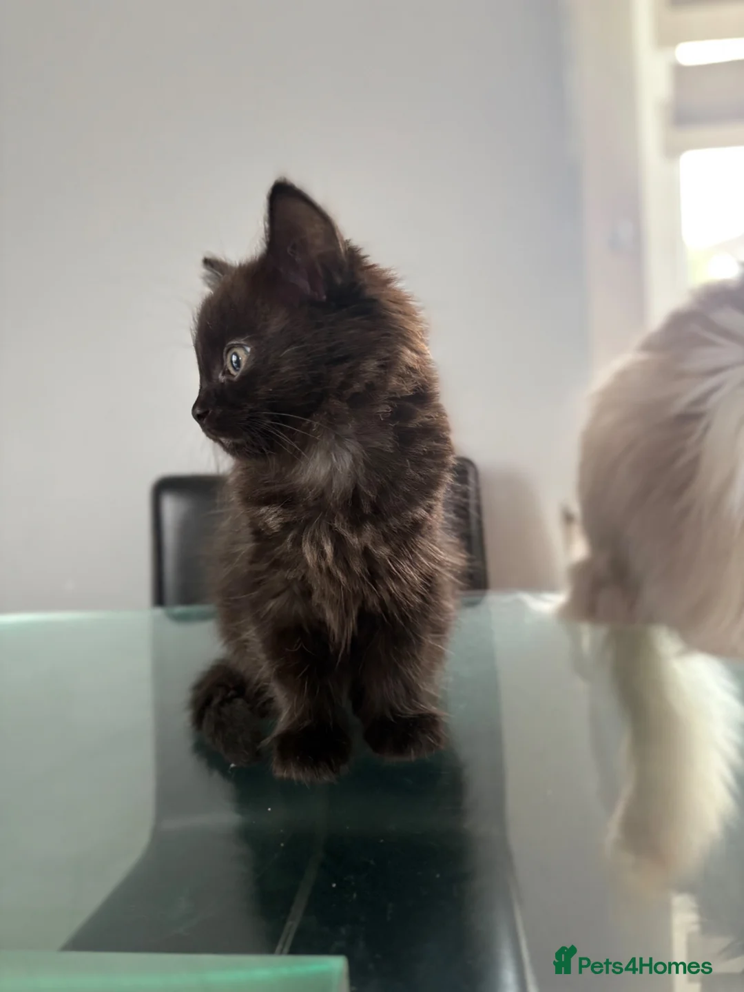 Ragdoll cats for sale: ** READY TO LEAVE ** Ragdoll X kittens  - Advert 29