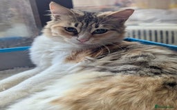 Mixed Breed cats for adoption: Maple is looking for home 🍁  - Image 5