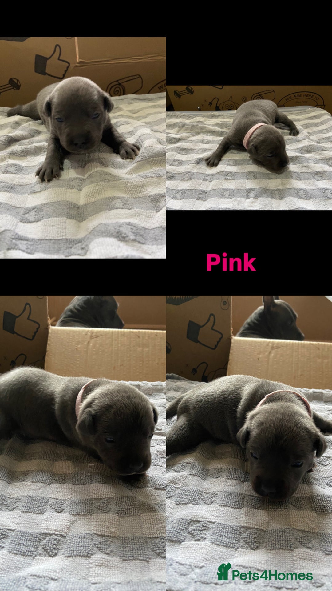 Staffordshire Bull Terrier dogs for sale: 4 Blue Staff Puppies Available  - Advert 5